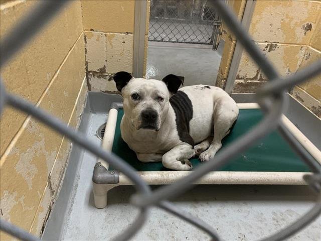 CHARLIE - Pit Bull Terrier available for adoption