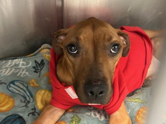 CHIA - Pit Bull Terrier available for adoption