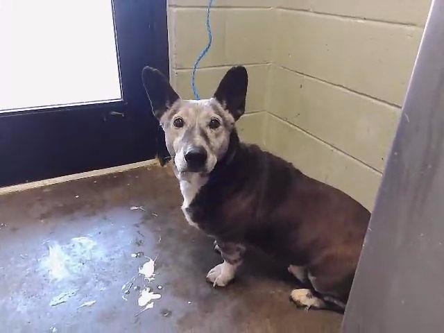 DAKOTA - Pembroke Welsh Corgi available for adoption