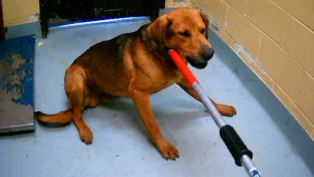 DODGE - German Shepherd Dog available for adoption