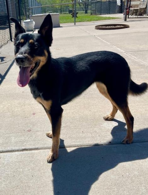 CICI - German Shepherd Dog / Rottweiler available for adoption