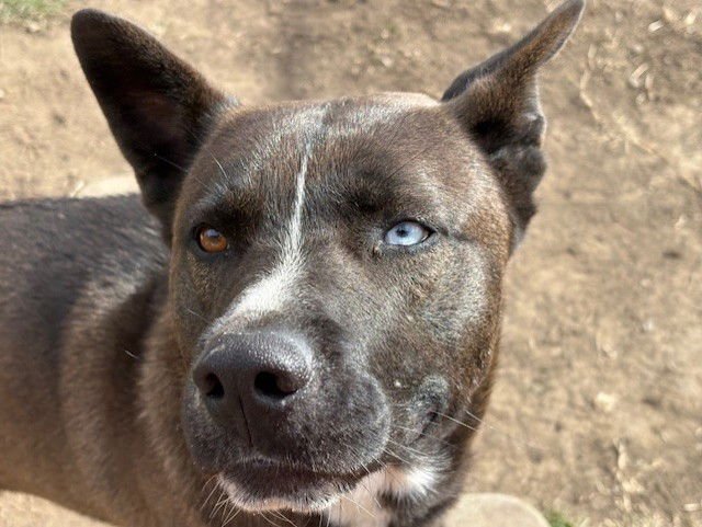 SPARROW - Husky / Akita available for adoption