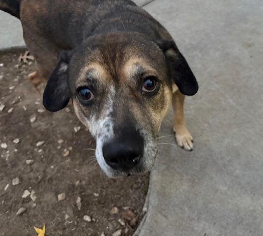 BOWLER - American Bulldog available for adoption