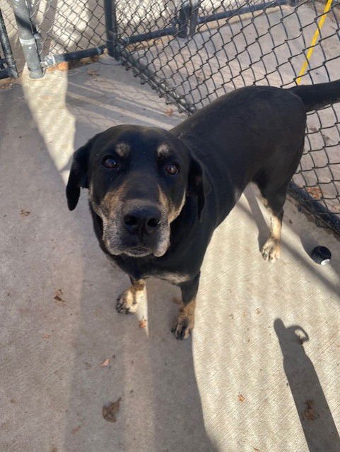 SADIE - Rottweiler available for adoption