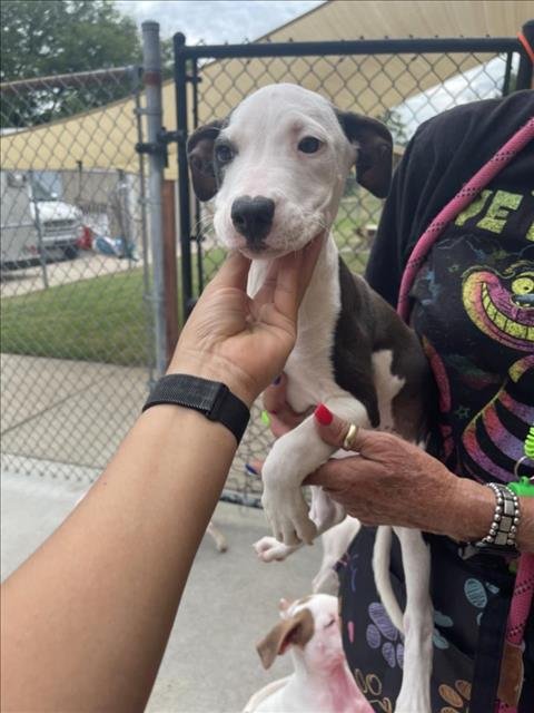 BURNT ENDS - Pit Bull Terrier available for adoption