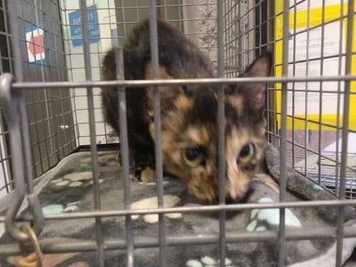 NIA - Domestic Short Hair for adoption in Tulsa