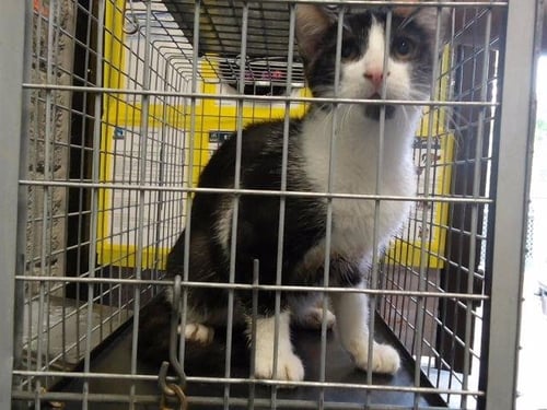 SLINKY DOG - Domestic Short Hair available for adoption