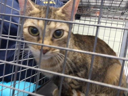 ASHLEY - Domestic Short Hair available for adoption