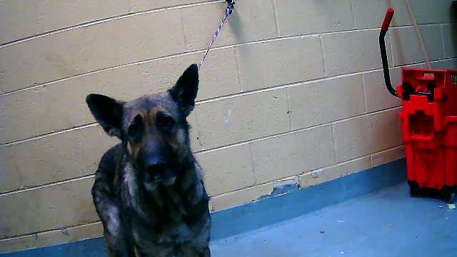 SUE - German Shepherd Dog available for adoption