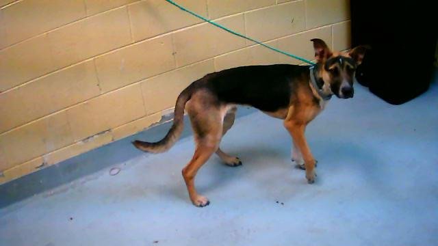 TROOP - German Shepherd Dog available for adoption