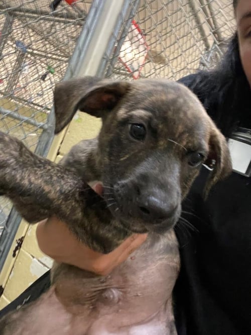 POP - Pit Bull Terrier available for adoption