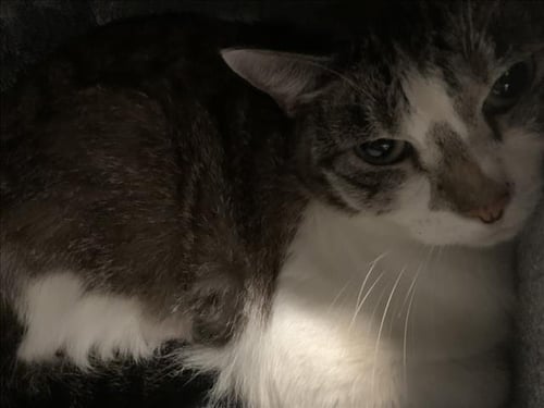 DAPHINE - Domestic Short Hair available for adoption