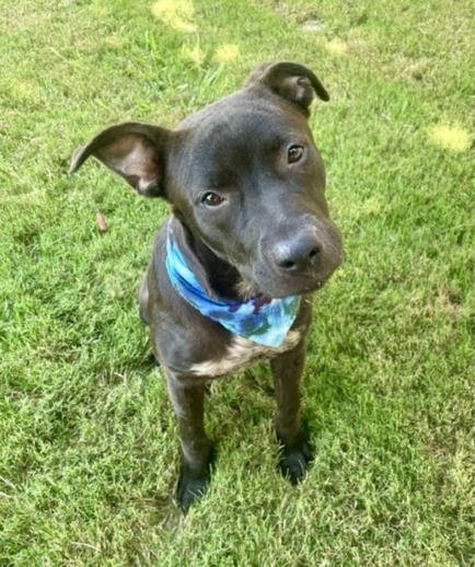ROMEO - Pit Bull Terrier available for adoption