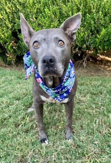 ABUELA - Pit Bull Terrier available for adoption