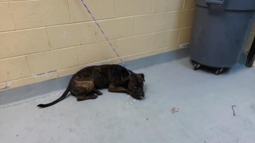 BOWSER - Pit Bull Terrier available for adoption