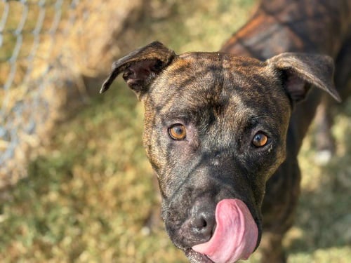 BOWSER - Pit Bull Terrier available for adoption