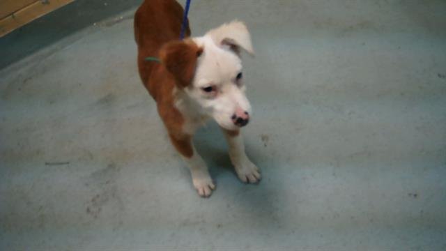 A178309 - Border Terrier available for adoption