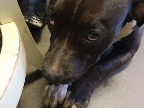 AUGUST - Pit Bull Terrier available for adoption