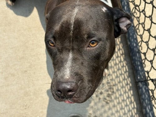AUGUST - Pit Bull Terrier available for adoption