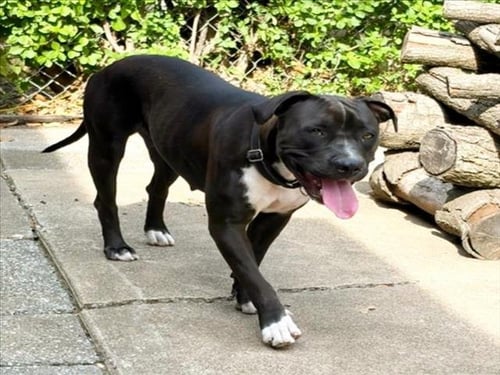 AUGUST - Pit Bull Terrier available for adoption