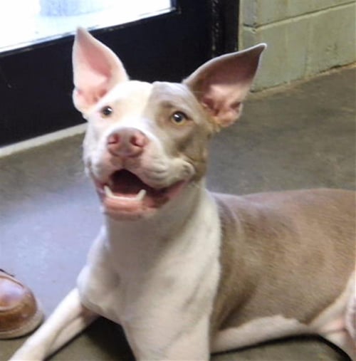 PATATO CHIPPA - Pit Bull Terrier available for adoption