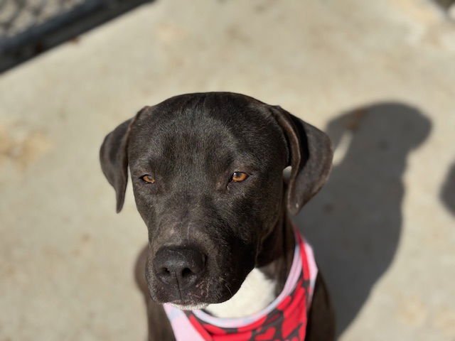 SINCLAIR - Pit Bull Terrier available for adoption