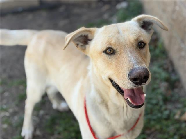 SPARK - Labrador Retriever available for adoption