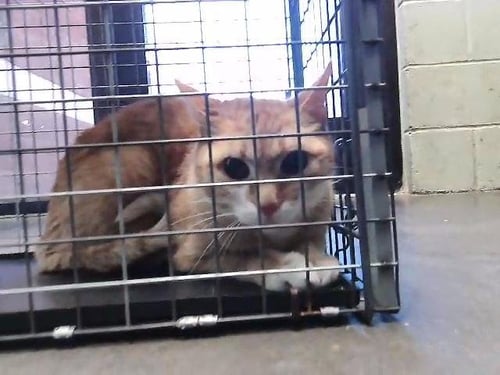 SUKIE - Domestic Short Hair available for adoption