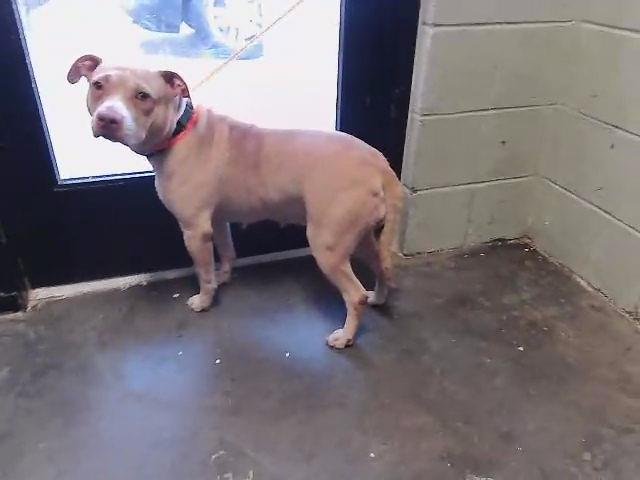 BROWNIE - Pit Bull Terrier available for adoption