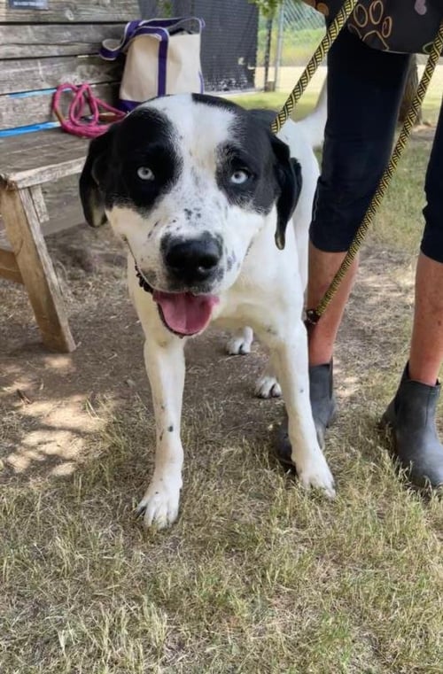 KEYSTONE - Labrador Retriever available for adoption