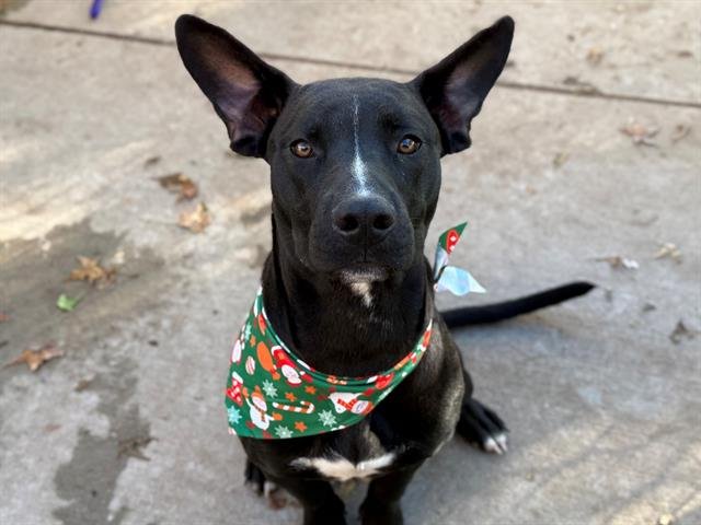 GATOR - Australian Cattle Dog/Blue Heeler available for adoption