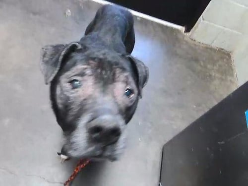 OZZY - Pit Bull Terrier available for adoption