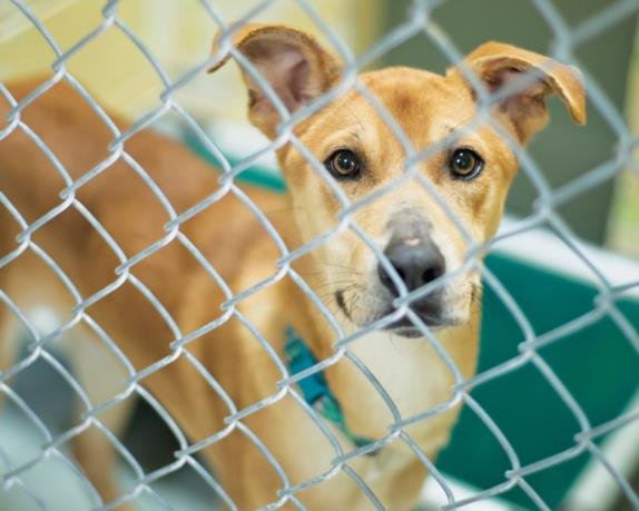 PEPPER - German Shepherd Dog available for adoption