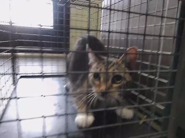 SPARK - Domestic Short Hair available for adoption