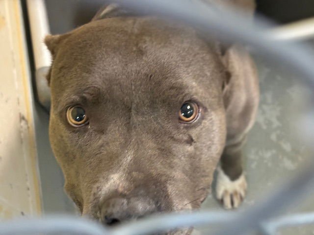 CECILIA - American Bulldog available for adoption