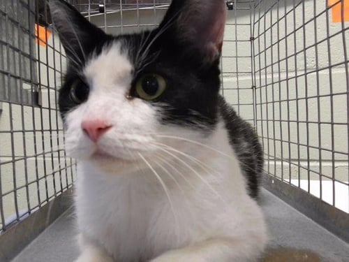 MARBLE SLAB - Domestic Short Hair available for adoption