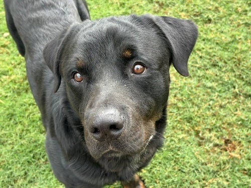 COUNTY - Rottweiler available for adoption