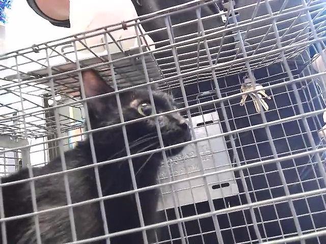 BISCUT - Domestic Short Hair available for adoption