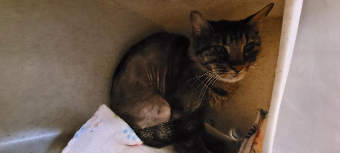 BEAN - Domestic Short Hair available for adoption