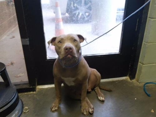 ASHA - Pit Bull Terrier available for adoption