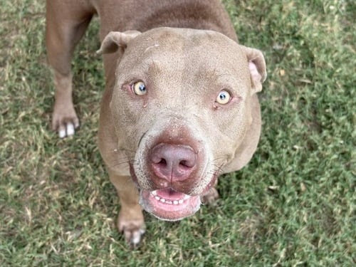 ASHA - Pit Bull Terrier available for adoption