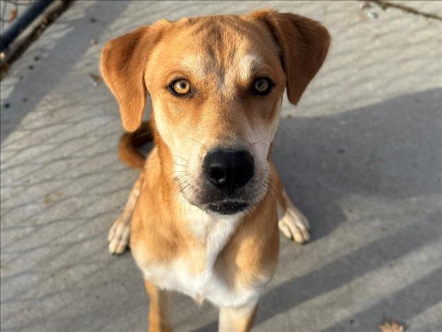 BUBBA - Black Mouth Cur available for adoption