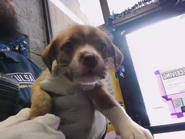 BRUNO - Parson Russell Terrier available for adoption