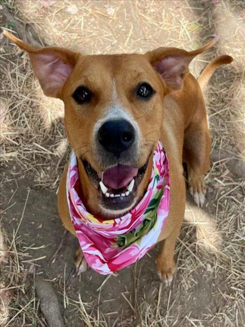 LOTUS - Pit Bull Terrier available for adoption