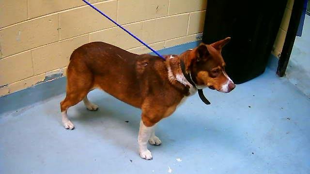 TIFFANY - German Shepherd Dog available for adoption