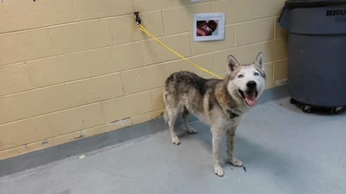 BALTO - Husky available for adoption