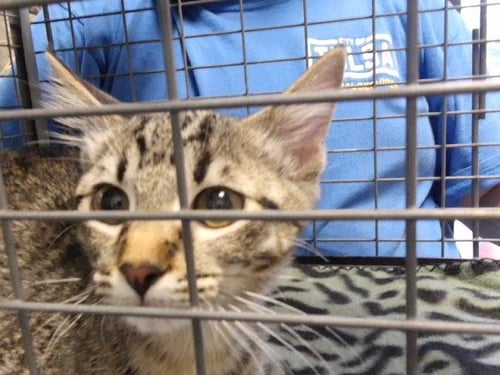 ZURI - Domestic Short Hair available for adoption