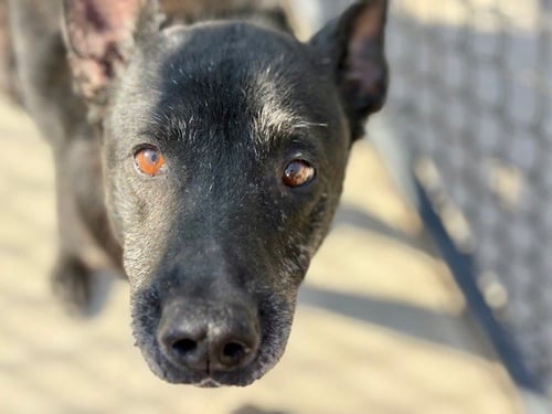 BECCA - German Shepherd Dog available for adoption