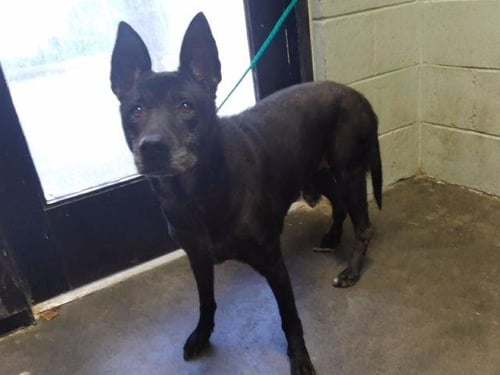 BECCA - German Shepherd Dog available for adoption