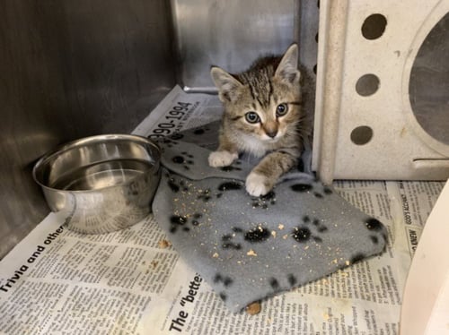 TUCSON - Domestic Short Hair available for adoption